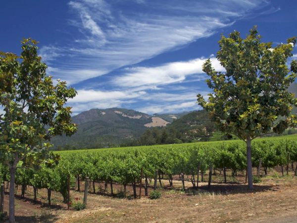 The image shows a vineyard with rows of grapevines, two trees in the foreground, and a clear, blue sky with wispy clouds above.