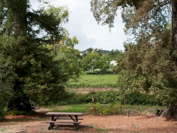 A scenic outdoor area with trees, a picnic table, and a field in the background. The area looks calm and ideal for a relaxing outing.