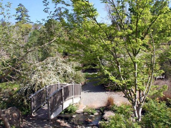 A serene garden scene with a small wooden bridge, surrounded by lush greenery and trees, under a clear blue sky.