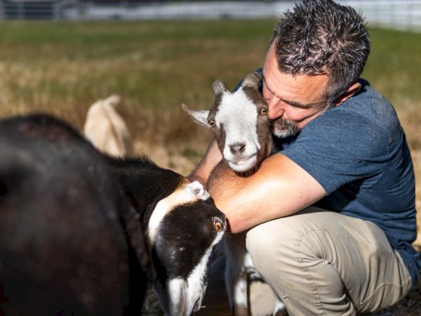 A man is embracing a goat while sitting in a field, with another goat nearby. The scene appears warm and affectionate.