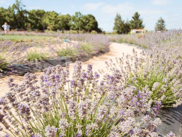 A lavender field stretches into the distance with a winding path through it. People are seen in the background, and trees line the horizon, under a clear sky.