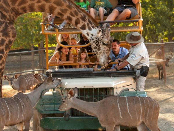 People on a safari vehicle, with a giraffe leaning in, surrounded by several other animals in a park setting.