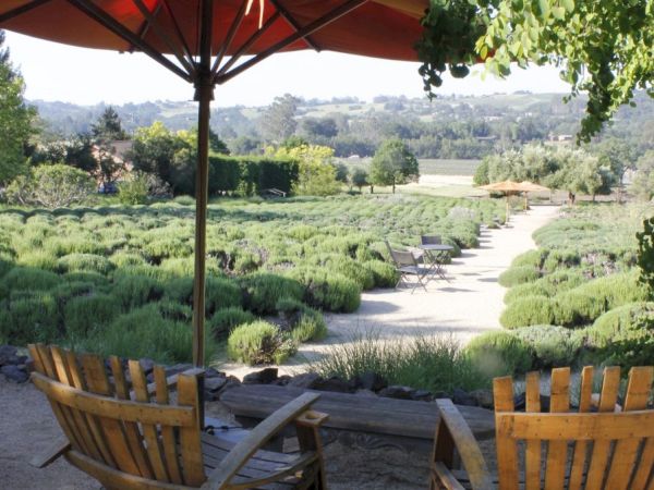 The image shows two wooden chairs under an umbrella, facing a garden with rows of plants, surrounded by trees and a scenic landscape.