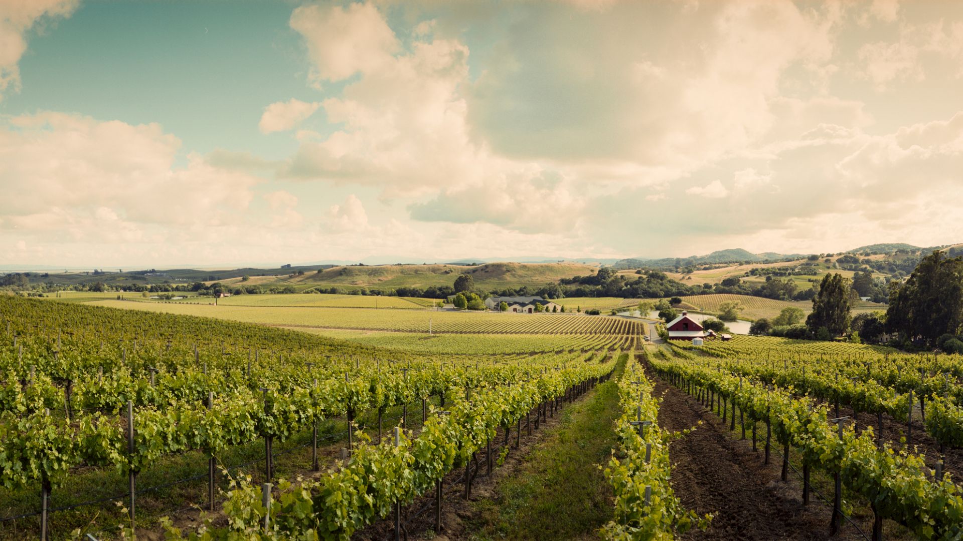 The image shows a picturesque vineyard with rows of grapevines stretching toward a distant farmhouse under a partly cloudy sky and rolling hills.