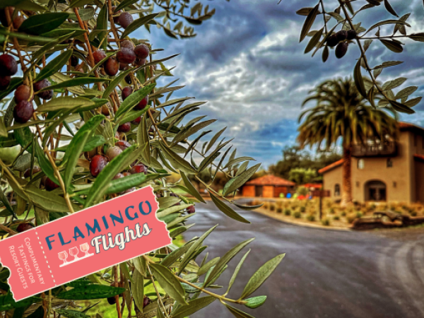An olive tree in the foreground, a building in the background, and a "Flamingo Flights" sign.