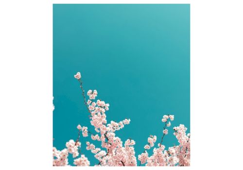 Event poster featuring cherry blossoms against a turquoise sky, with details about a May 3rd, 2025 show in Santa Rosa.
